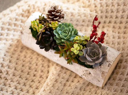 Birch Log Trough Succulent Garden-image