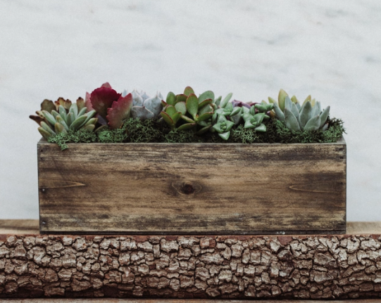 Wood Trough Succulent Garden-image