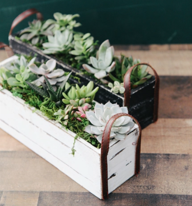 Painted Wood Trough Succulent Garden-image