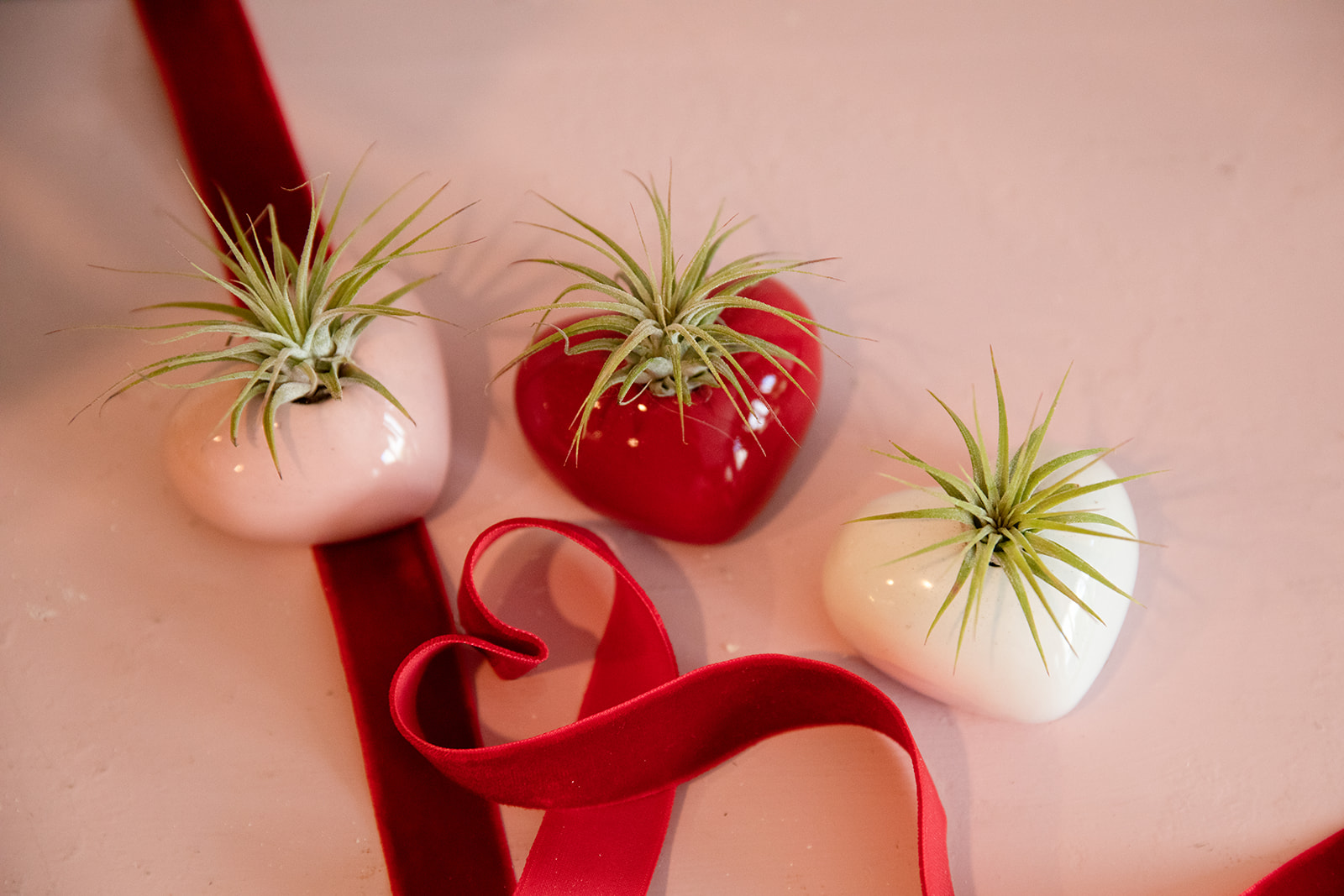 Love is in the Air Tillandsia Planter-image