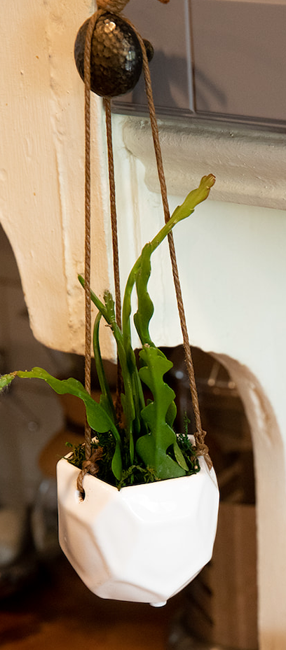 Angles Above Hanging Succulent Planter-image