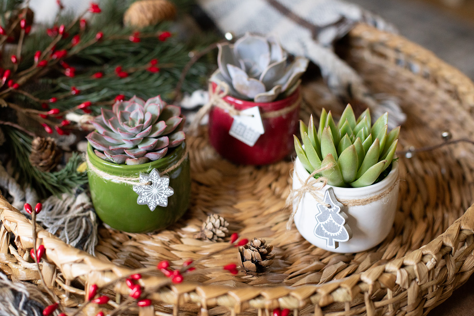 Comfort and Joy Succulent Planter-image