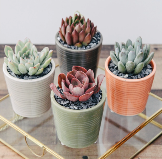 Feather Striped Succulent Planter-image