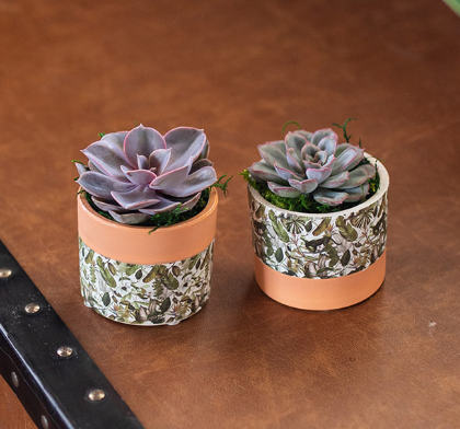 Flourishing Greens Succulent Planter-image