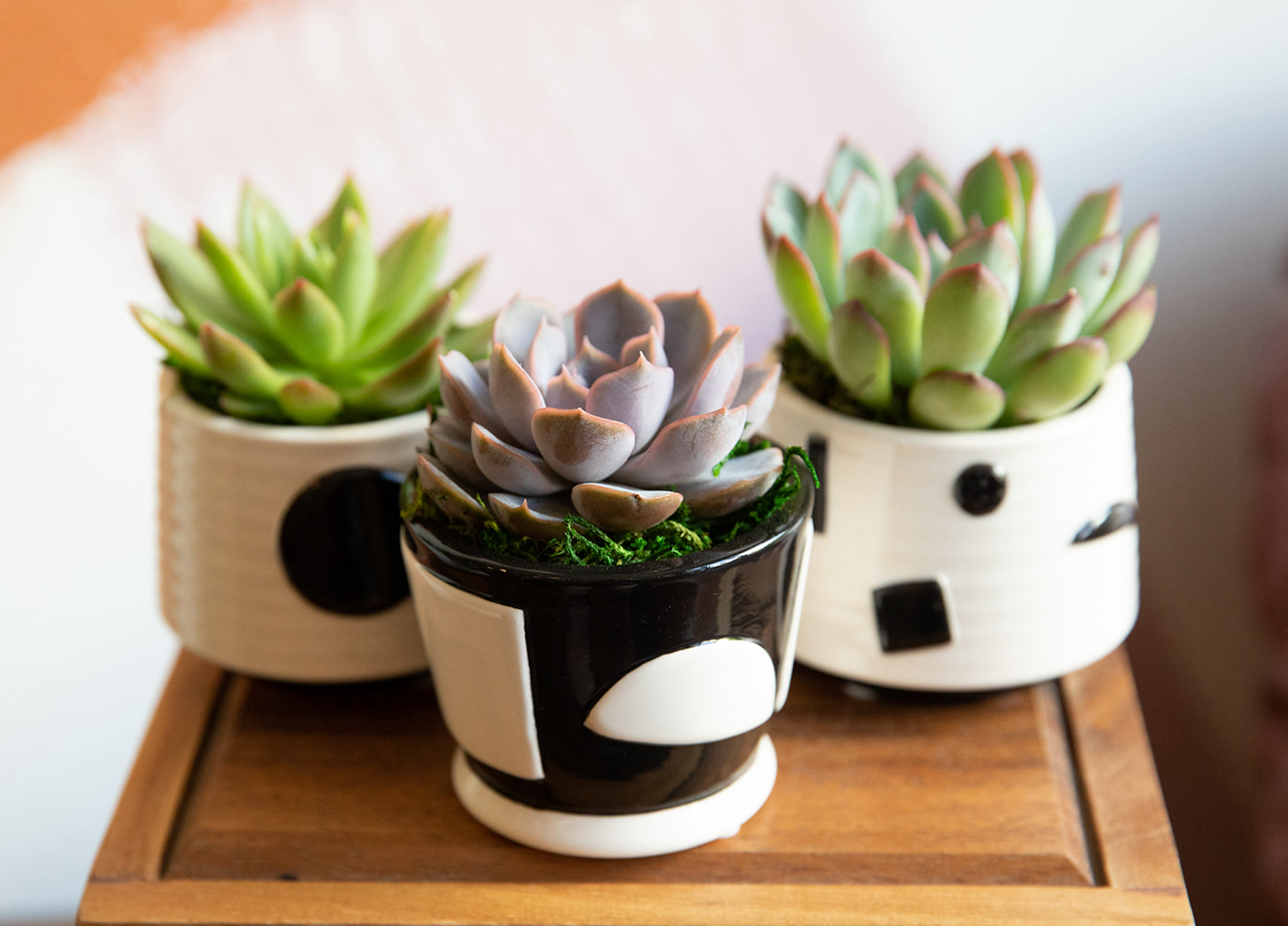 Inspiring Algorithm Succulent Planter-image