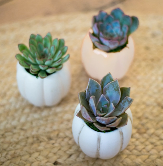 Mini Harvest Pumpkin Succulent Planter-image