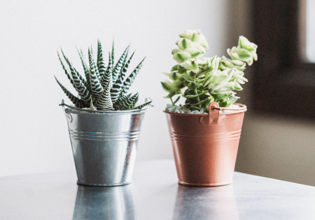Mini Tin Succulent Planter-image