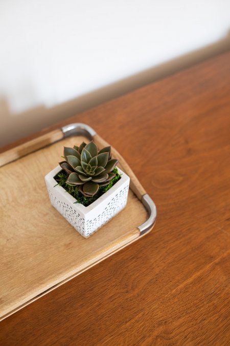 Radial Detailed Succulent Planter-image