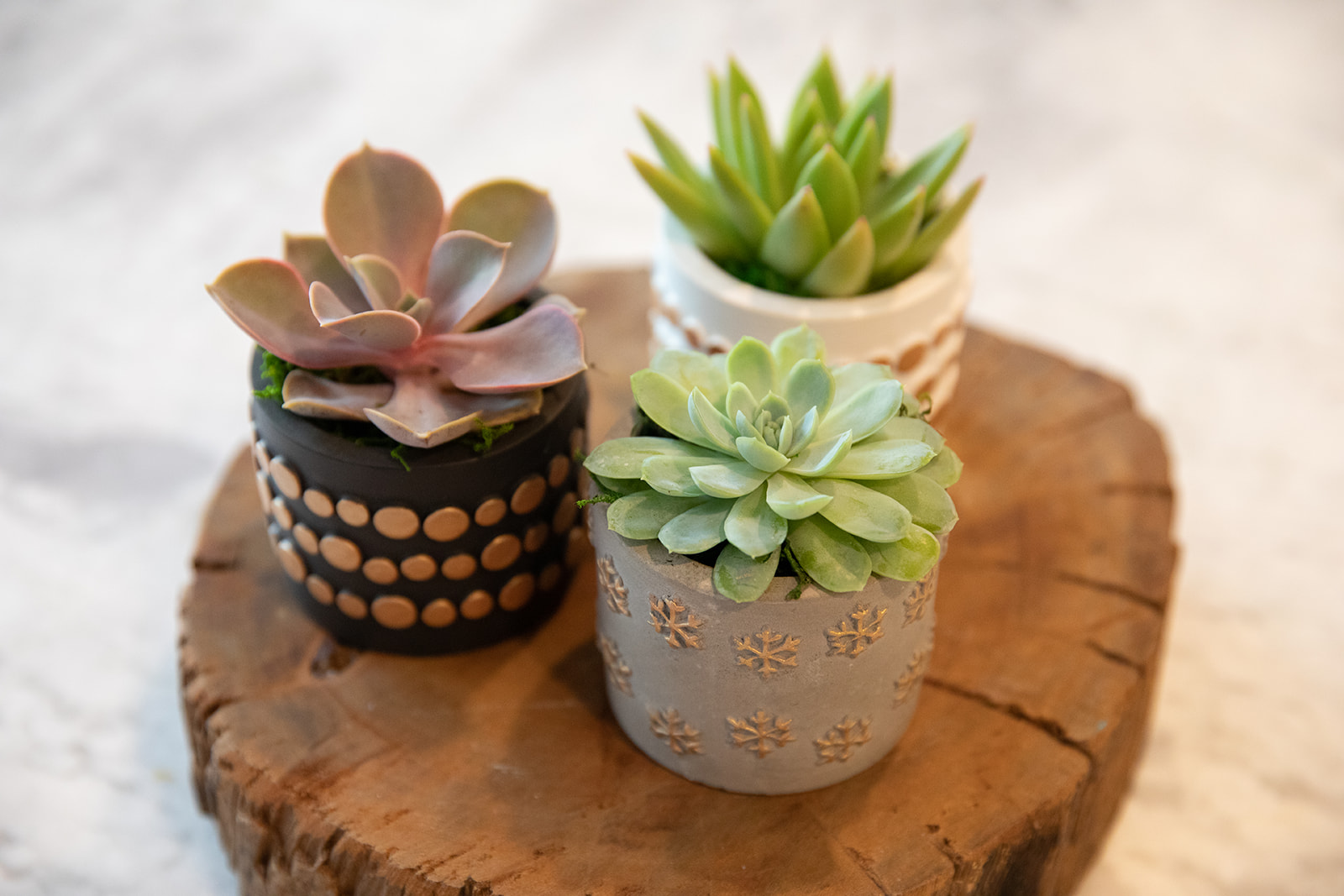 Seasons Greetings Succulent Planter-image