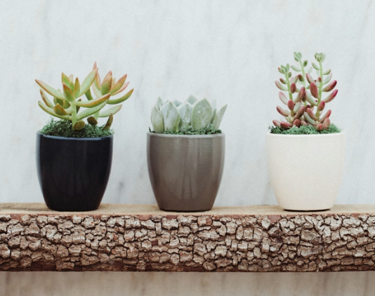 Succulent Essentials Planter-image