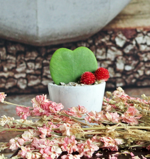 Valentine's Day Hoya Heart Planter-image
