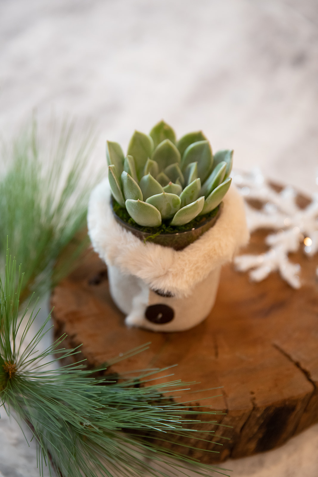 Warmer in the Winter Succulent Planter-image