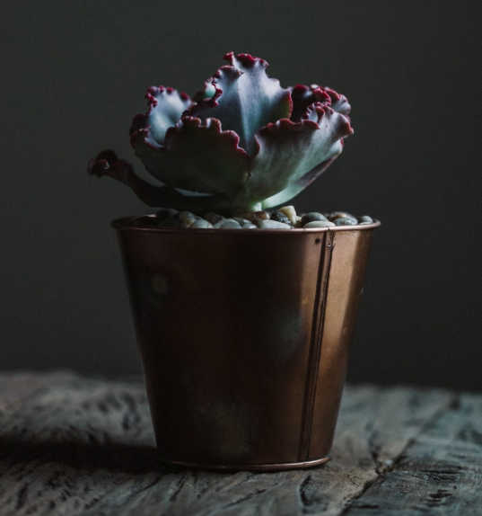 Aged Copper Succulent Planter-image
