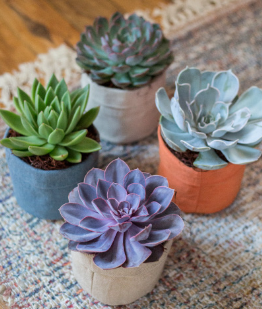 Jute Bag Succulent Planter-image