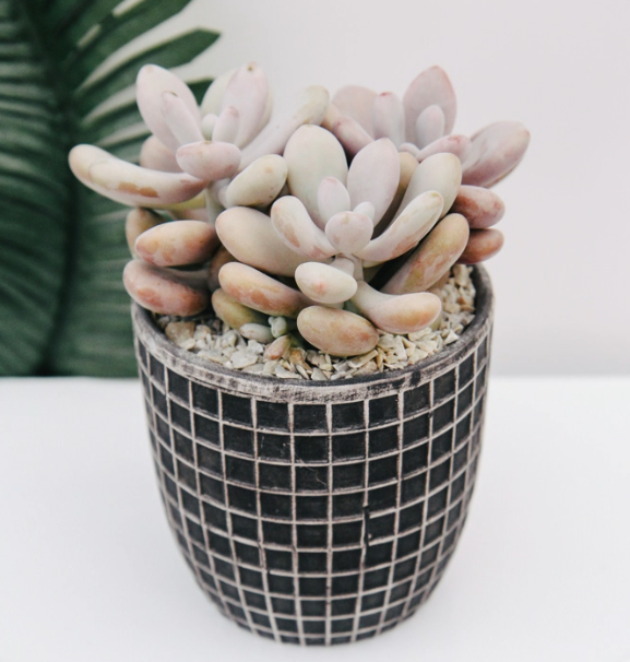 Mud Cloth Succulent Planter-image