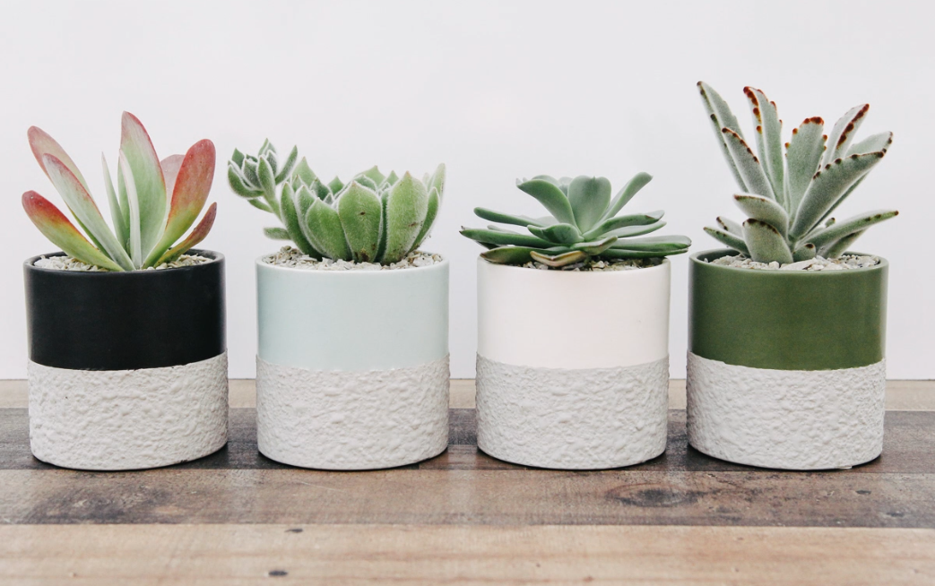 Textured Concrete Succulent Planter-image