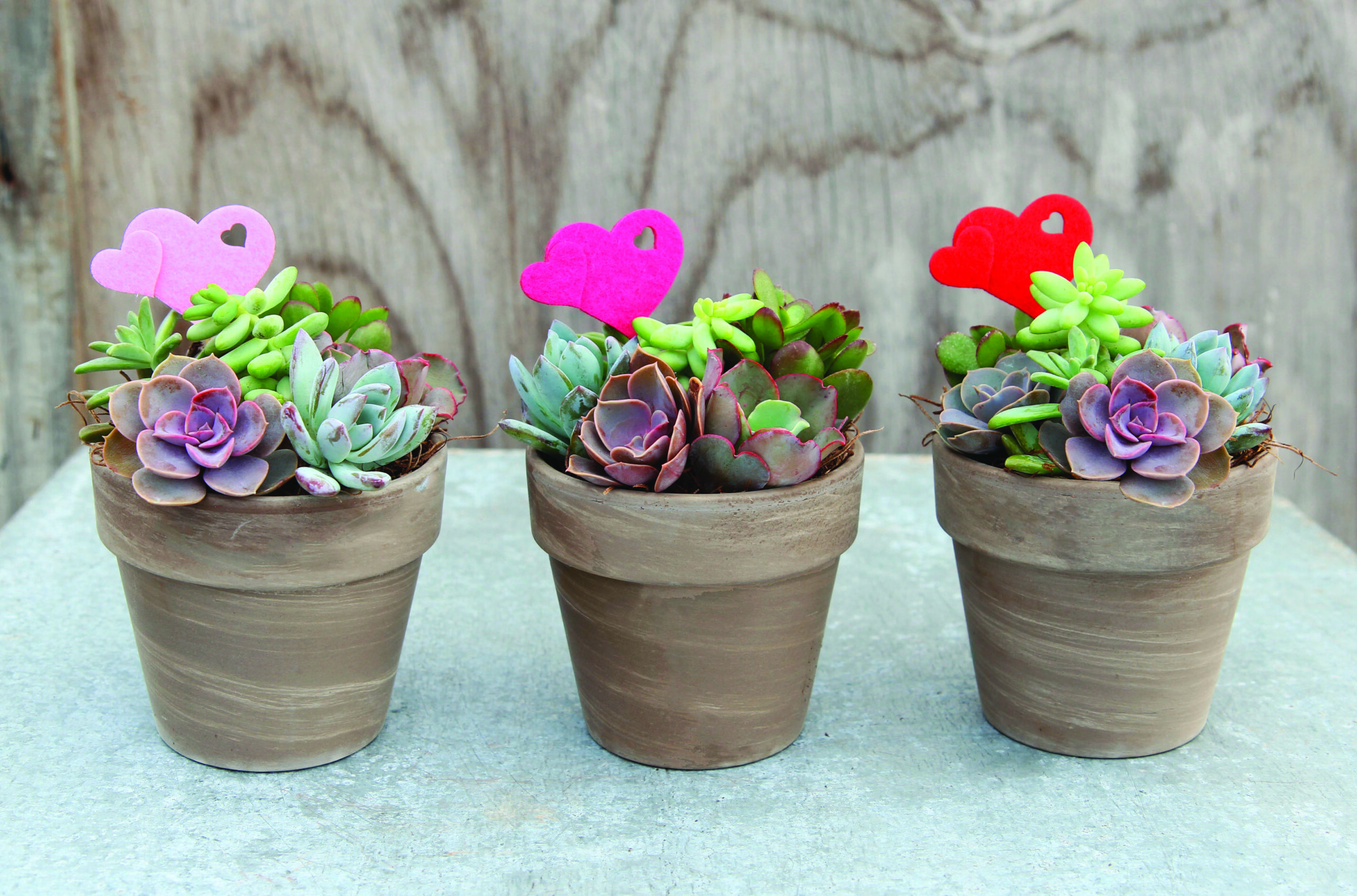Let Love Grow Succulent Garden-image