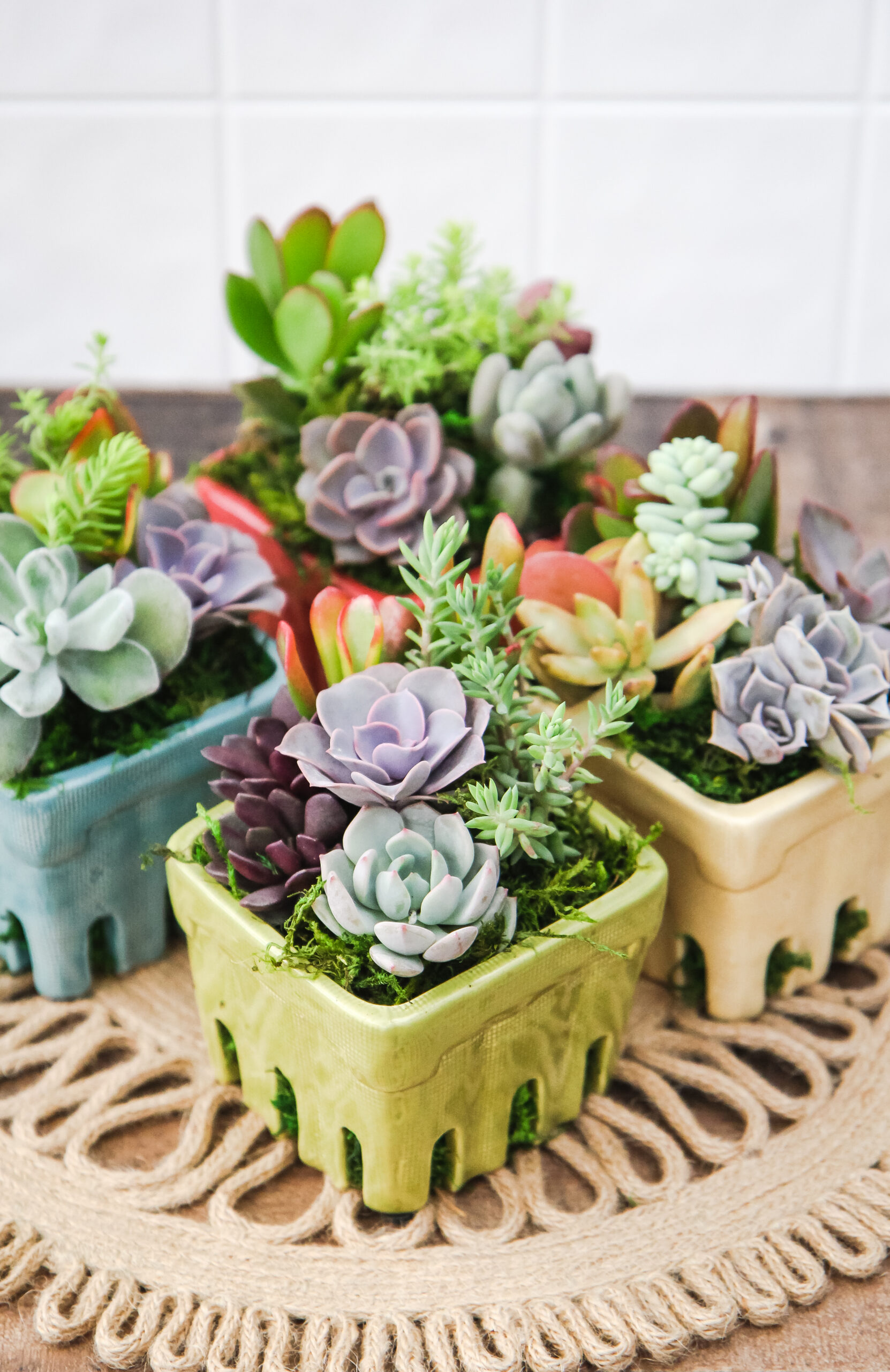 Berry Basket Succulent Garden-image
