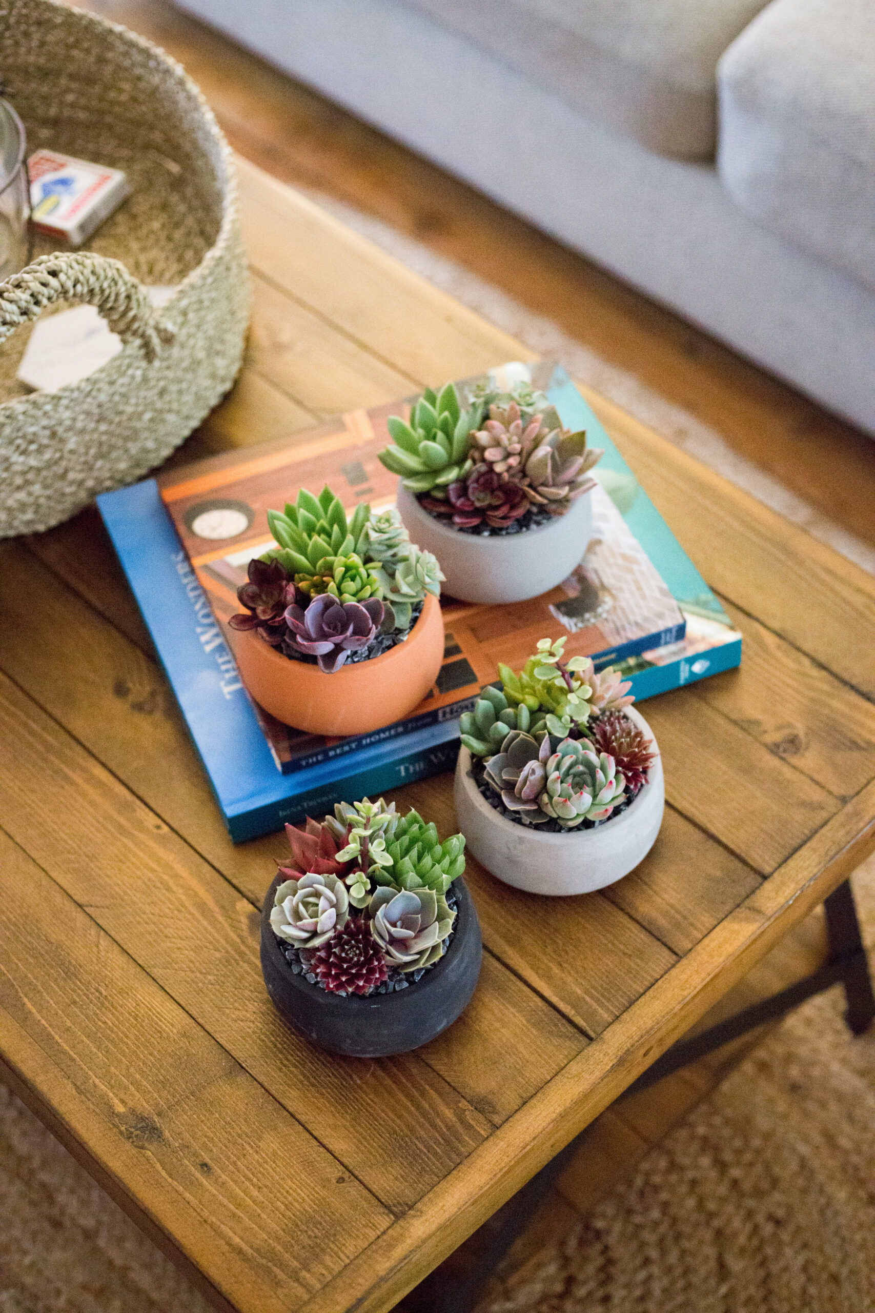 Concrete Dish Succulent Garden-image