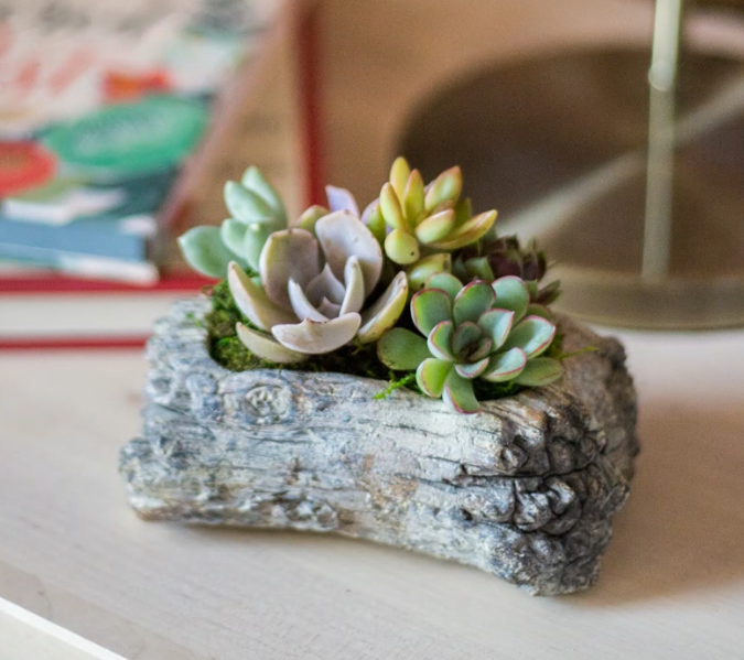 Concrete Log Succulent Planter-image