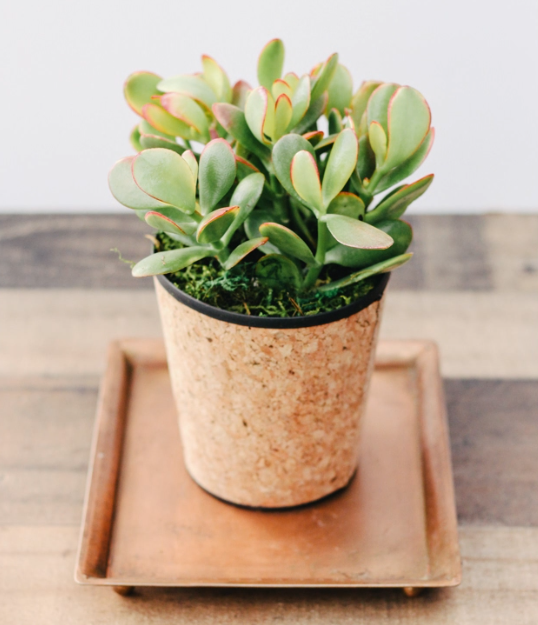 Cork Jade Planter-image