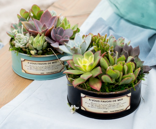 French Love Poem Succulent Garden-image