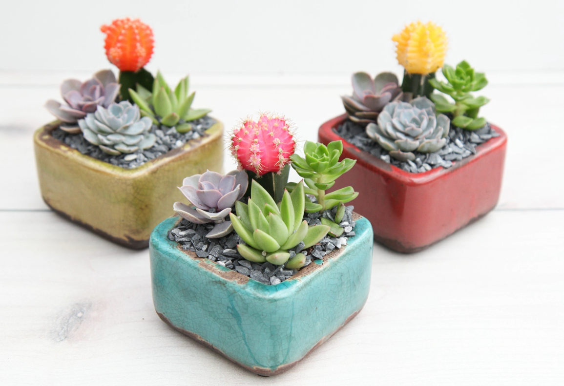 Gobi Cactus Garden-image