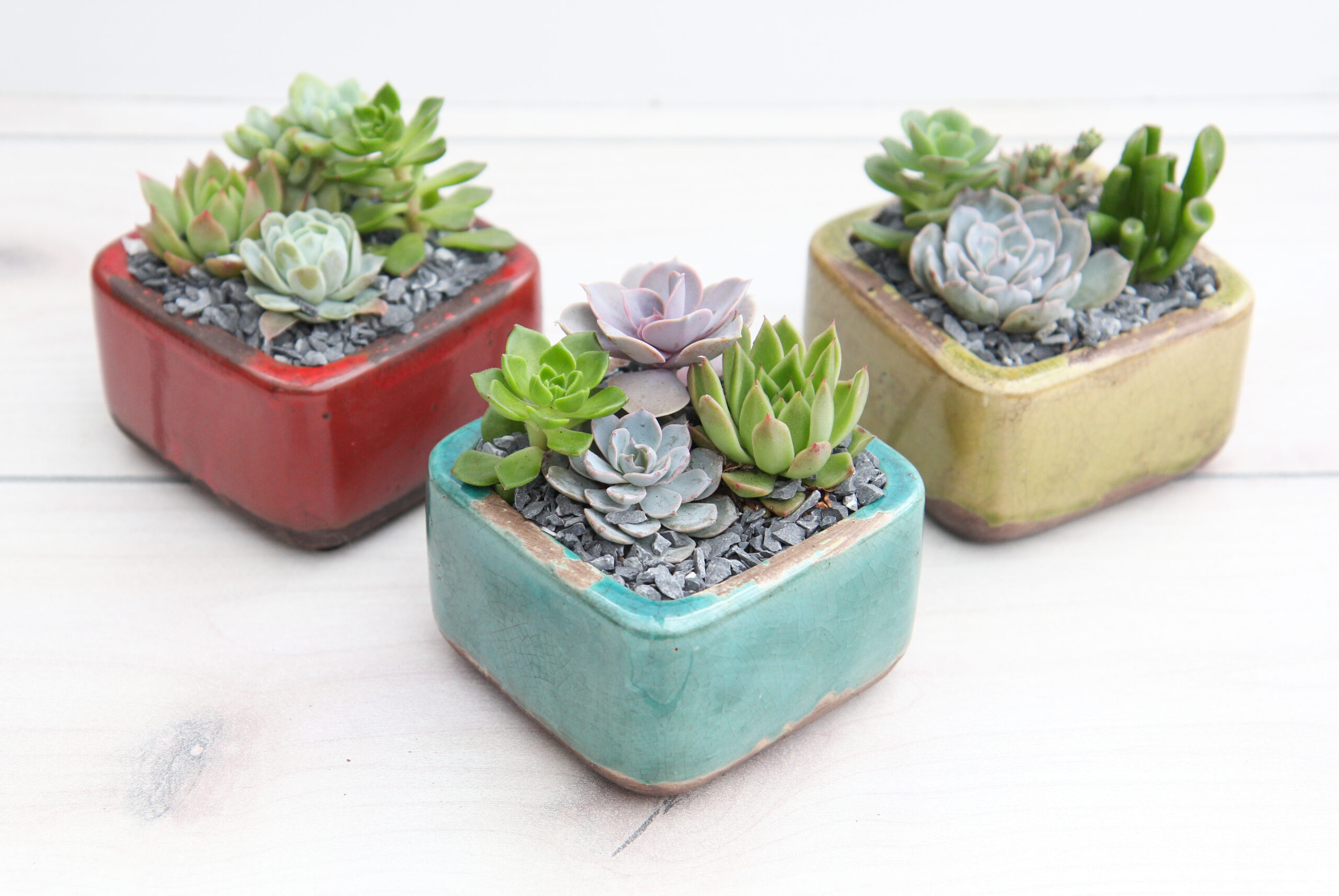 Gobi Succulent Garden-image