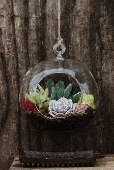 Hanging Globe Succulent Terrarium-image
