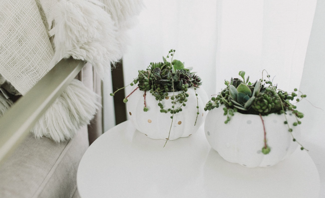 Polka Dot Pumpkin Succulent Garden-image