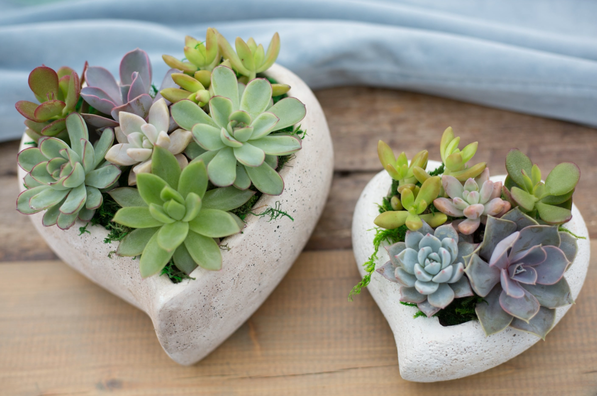 Concrete Heart Succulent Garden-image