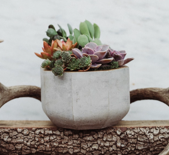 Gold Rimmed Concrete Succulent Garden-image