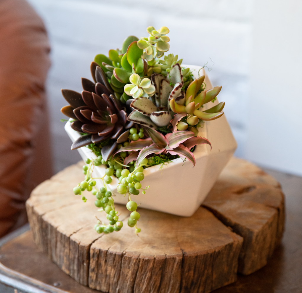 Cascading Polygon Succulent Garden-image