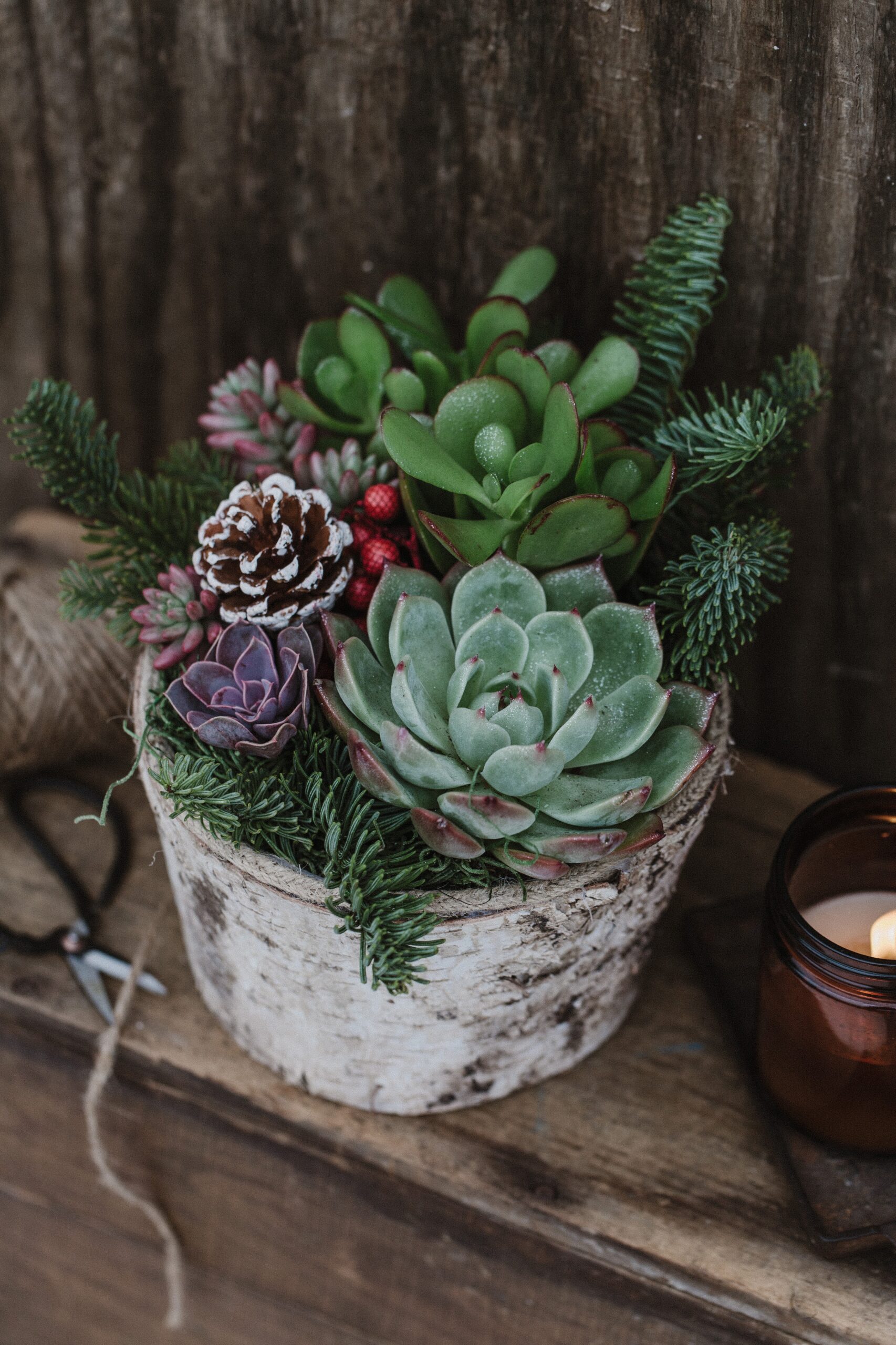 Tis the Season Succulent Garden-image
