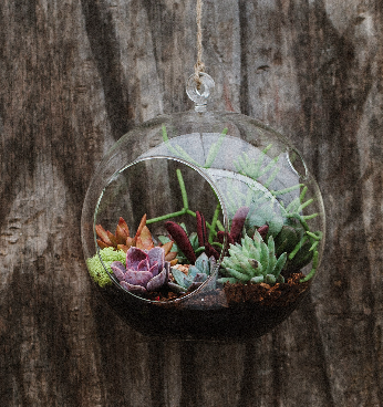 Hanging Globe Succulent Terrarium-image