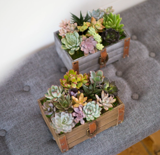Leather Detailed Succulent Garden-image