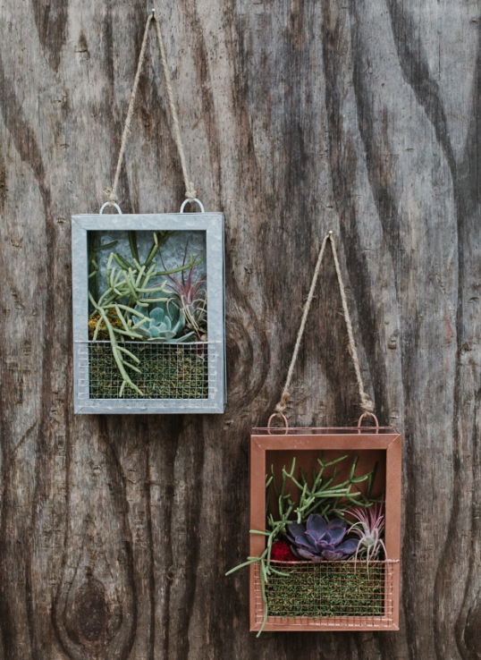 Plant Portraits Wall Hanger Assortment-image