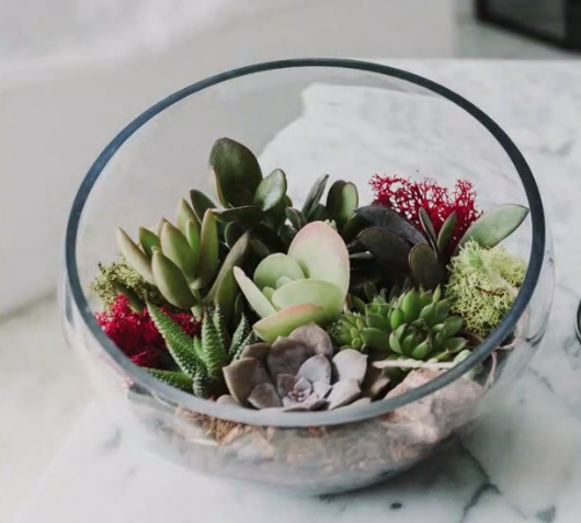 Slanted Cut Succulent Terrarium-image