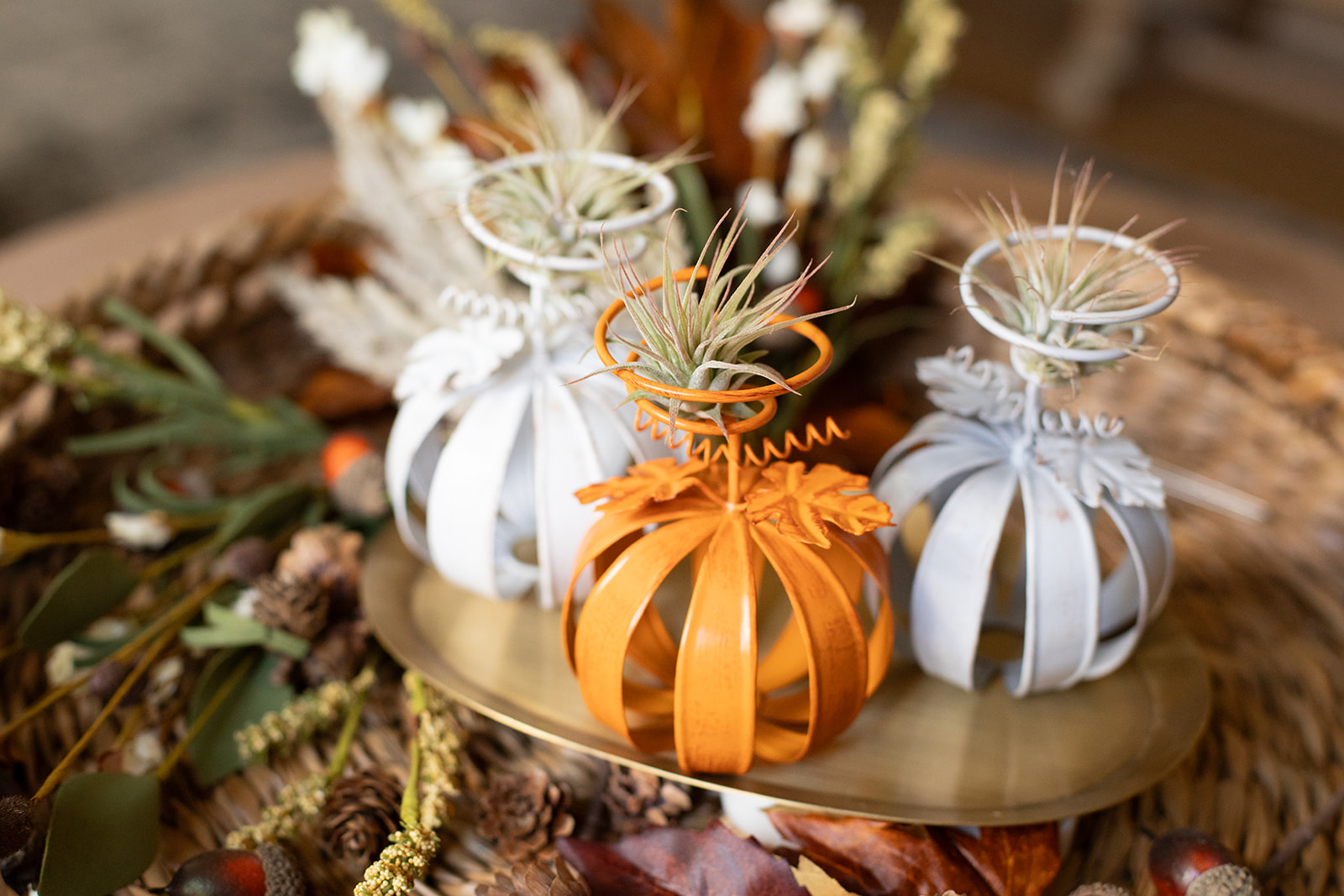 Spiral Pumpkin Tillandsia Planter-image
