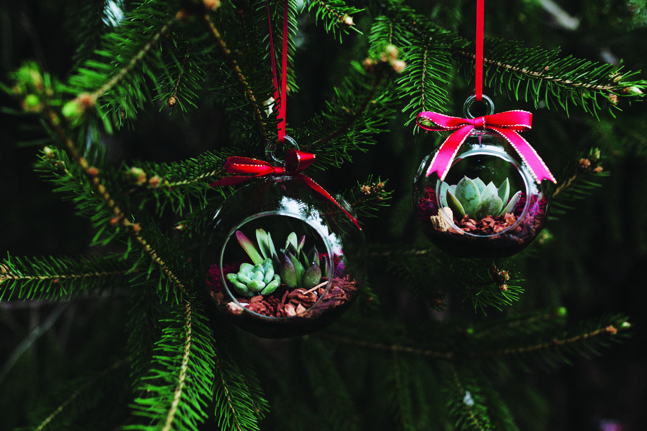 Hanging Ornament Succulent Terrarium-image