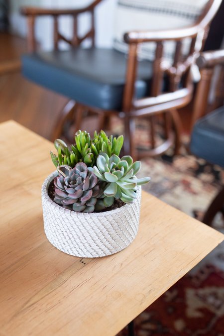 Rustic Mesh Succulent Garden-image